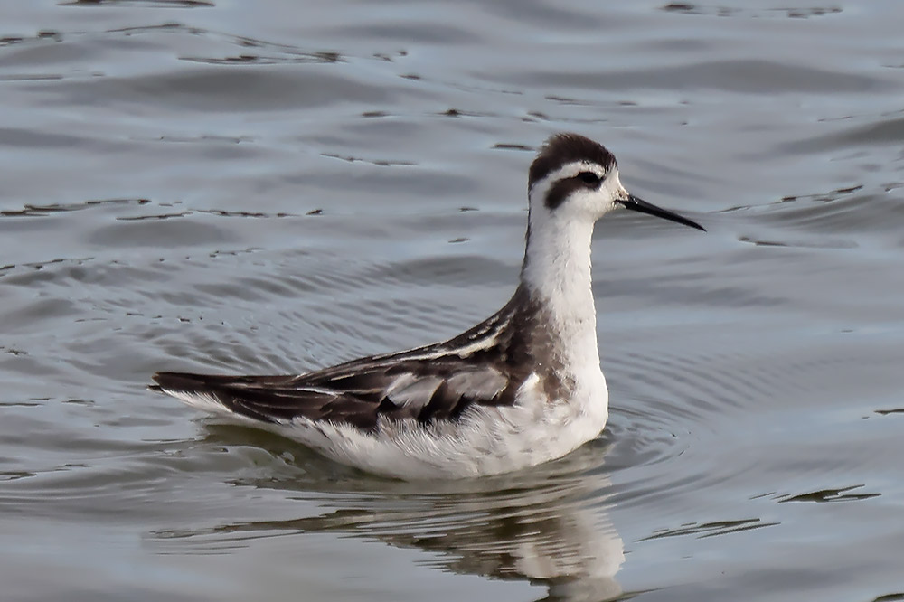 Red-necked phalarope